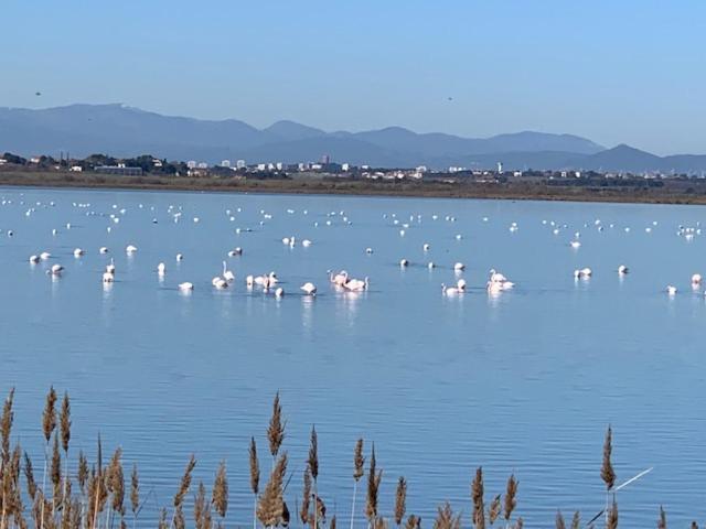 Campsite Mar Estang Canet-en-Roussillon